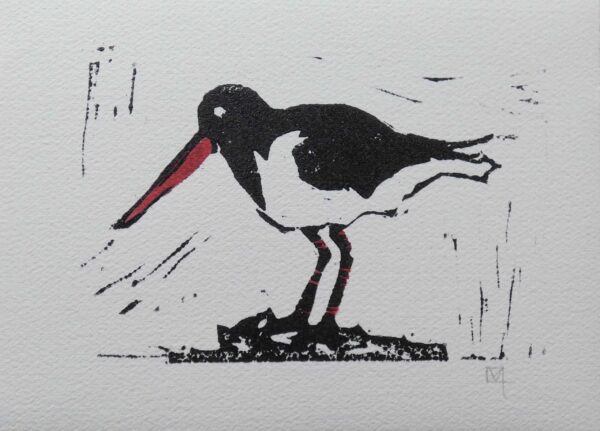 Oystercatcher