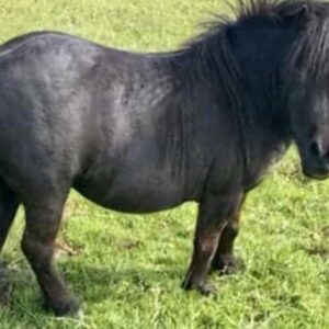 Original Shetland pony hair buttons! - Image 4