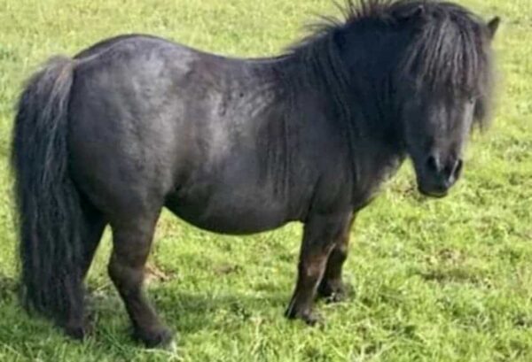 Original Shetland pony hair buttons!
