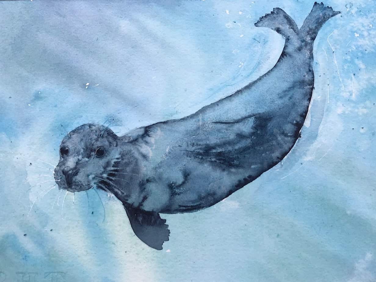 Curious Seal - Image 1