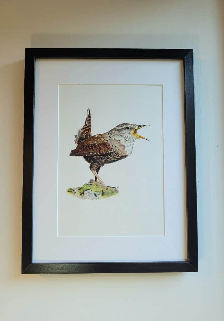 Wren - Original Watercolour Painting Framed
